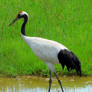 crane walking through marsh